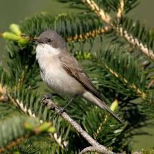 Attēlu rezultāti vaicājumam “Sylvia curruca adult”