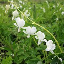 Image result for tränendes Herz