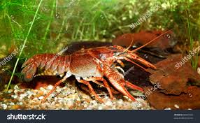 Attēlu rezultāti vaicājumam “Astacus leptodactylus”