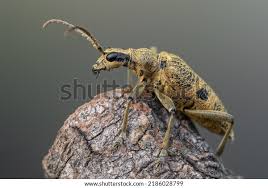 Attēlu rezultāti vaicājumam “Rhagium mordax”