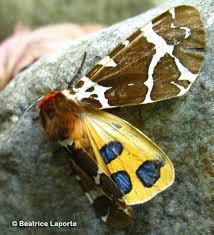 Attēlu rezultāti vaicājumam “Arctia caja”