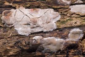 Attēlu rezultāti vaicājumam “Radulomyces confluens”