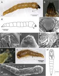 Attēlu rezultāti vaicājumam “Cricotopus male”
