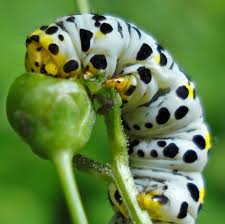 Attēlu rezultāti vaicājumam “Shargacucullia scrophulariae”