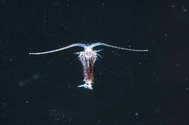 Attēlu rezultāti vaicājumam “Copepoda”