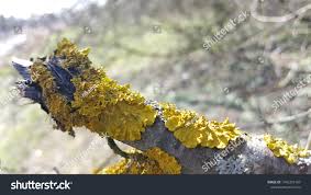 Attēlu rezultāti vaicājumam “Physcia tenella”