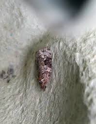 Attēlu rezultāti vaicājumam “Hypenodes humidalis”