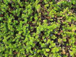 Attēlu rezultāti vaicājumam “Empetrum nigrum”