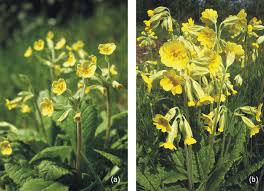 Attēlu rezultāti vaicājumam “Primula veris fruit”