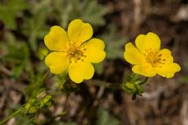 Attēlu rezultāti vaicājumam “Potentilla arenaria”