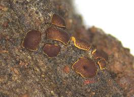 Attēlu rezultāti vaicājumam “Perichaena corticalis macro”