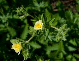 Image result for Potentilla recta