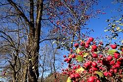 Attēlu rezultāti vaicājumam “Crataegus laevigata”