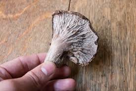 Attēlu rezultāti vaicājumam “Craterium minutum stalked”