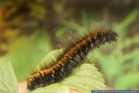 Attēlu rezultāti vaicājumam “Macrothylacia rubi”