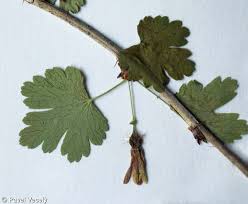 Attēlu rezultāti vaicājumam “Ribes uva-crispa leaf”