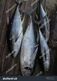 Image result for Thunnus obesus