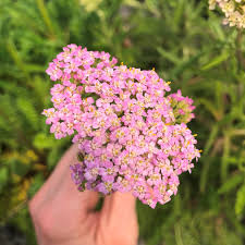 Attēlu rezultāti vaicājumam “Achillea millefolium flower”