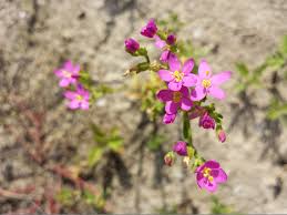Attēlu rezultāti vaicājumam “Centaurium littorale leaf”
