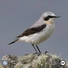 Attēlu rezultāti vaicājumam “Oenanthe oenanthe male”