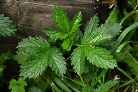 Attēlu rezultāti vaicājumam “Potentilla norvegica leaf”