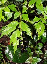 Attēlu rezultāti vaicājumam “Actaea spicata leaf”