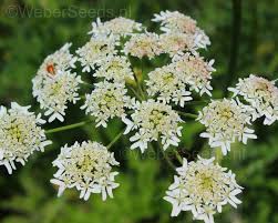 Image result for Heracleum sphondylium