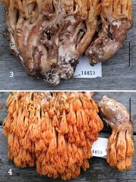 Attēlu rezultāti vaicājumam “Ramaria formosa”