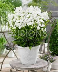 Image result for Phlox paniculata `Sweet Summer`