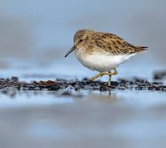 Attēlu rezultāti vaicājumam “Calidris maritima adult”