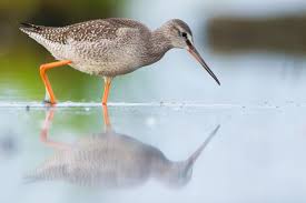 Image result for Tringa erythropus