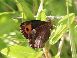 Attēlu rezultāti vaicājumam “Erebia ligea upperside”