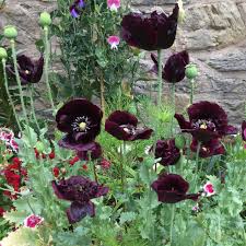 Image result for Papaver somniferum Black