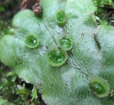 Attēlu rezultāti vaicājumam “Marchantia polymorpha”