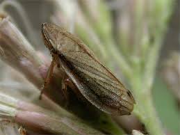 Attēlu rezultāti vaicājumam “Neophilaenus lineatus”