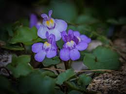 Attēlu rezultāti vaicājumam “Cymbalaria muralis flower”