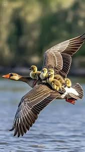 Attēlu rezultāti vaicājumam “Anser anser adult”