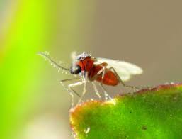 Attēlu rezultāti vaicājumam “Cecidomyiidae”