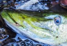 Image result for Crowthorne Angling