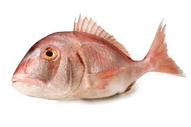 Image result for Pagrus