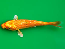 Image result for Cyprinus carpio