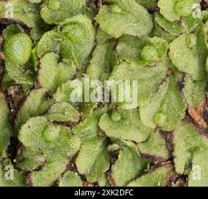 Attēlu rezultāti vaicājumam “Marchantiopsida”