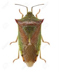 Attēlu rezultāti vaicājumam “Palomena prasina”