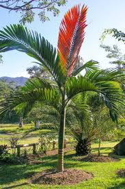 Attēlu rezultāti vaicājumam “Conardia compacta macro”