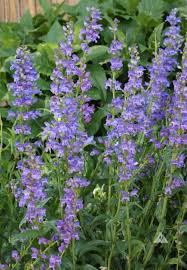 Image result for Penstemon