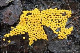 Attēlu rezultāti vaicājumam “Trichia scabra”