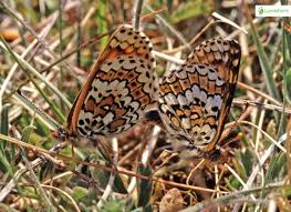 Attēlu rezultāti vaicājumam “Melitaea cinxia upperside”