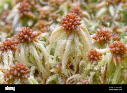 Attēlu rezultāti vaicājumam “Sphagnum palustre sporophyte”