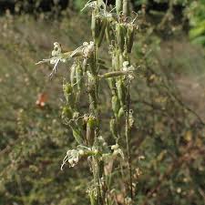 Attēlu rezultāti vaicājumam “Silene tatarica leaf”