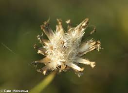 Attēlu rezultāti vaicājumam “Centaurea scabiosa fruit”